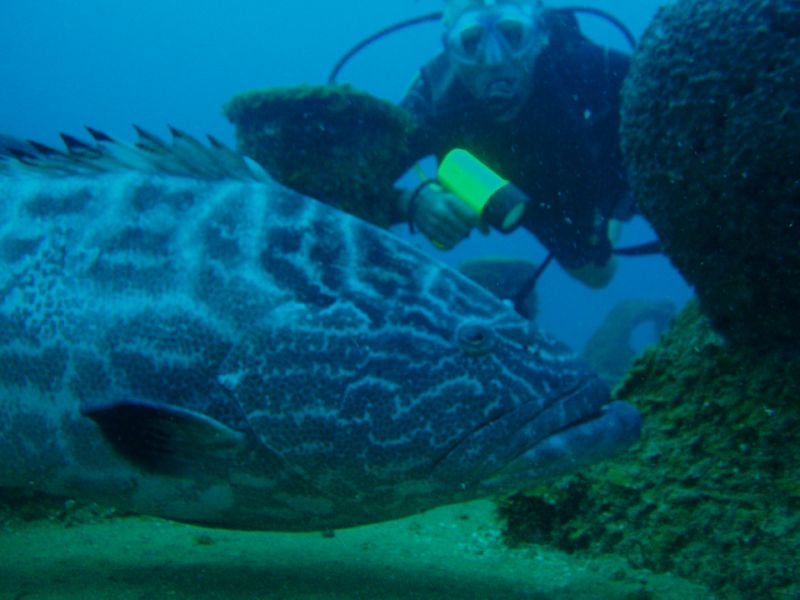 grouper n joel
